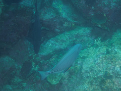 Prionurus microlepidotus