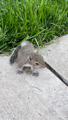 Sciurus carolinensis