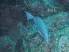 Prionurus microlepidotus