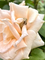 Hyperolius marmoratus