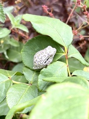 Hyperolius marmoratus