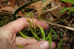 Persoonia sericea