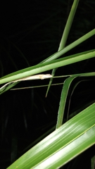 Anolis sericeus