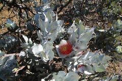 Eucalyptus macrocarpa