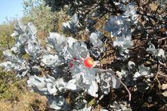 Eucalyptus macrocarpa