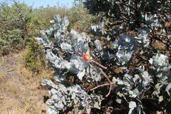 Eucalyptus macrocarpa