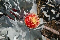 Eucalyptus macrocarpa