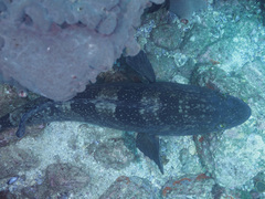 Epinephelus daemelii