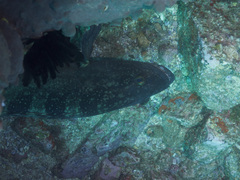 Epinephelus daemelii