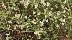 Alternanthera filifolia