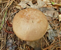 Tylopilus violatinctus