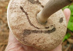 Tylopilus violatinctus