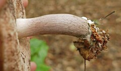 Tylopilus violatinctus