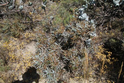 Image of Banksia vestita by (c) Em Lamond, some rights reserved (CC BY)