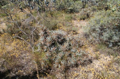 Image of Banksia vestita by (c) Em Lamond, some rights reserved (CC BY)