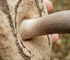 Tylopilus violatinctus