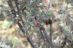 Adenanthos