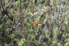 Adenanthos