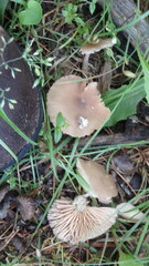 Collybiopsis dichroa