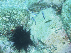 Aspidontus taeniatus