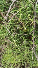 Scutia spicata pauciflora