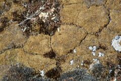 Eccremidium arcuatum