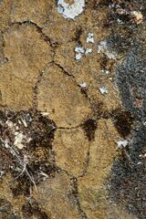 Eccremidium arcuatum