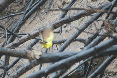 Pitangus sulphuratus