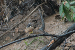 Pitangus sulphuratus