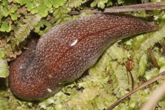 Australopacifica spectabilis