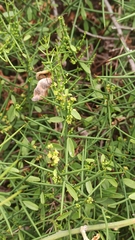 Scutia spicata pauciflora