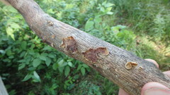 Punctularia strigosozonata