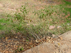 Brickellia floribunda