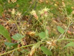 Brickellia floribunda