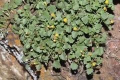 Perityle rupestris rupestris