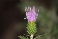 Cirsium ochrocentrum