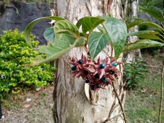 Clerodendrum fortunatum