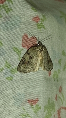 Isosauris cymatophora