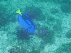 Paracanthurus hepatus