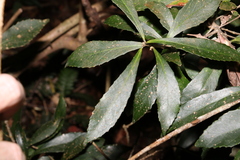 Symplocos harroldii
