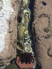 Athyonidium chilensis