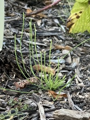 Equisetum arvense