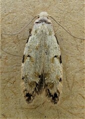 Endophthora omogramma