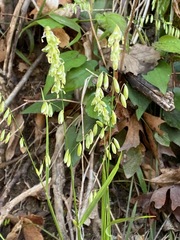 Melica mutica