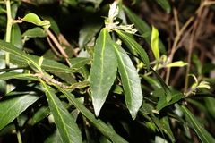 Symplocos harroldii