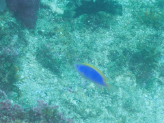 Chrysiptera flavipinnis