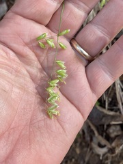 Melica mutica