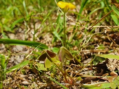 Oxalis exilis