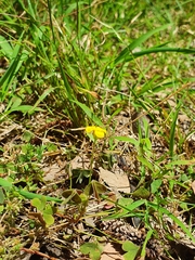 Oxalis exilis