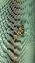 Lineodes
